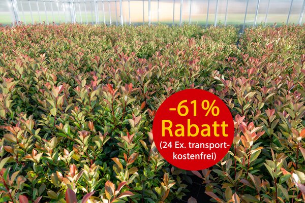 Hecken-Palette, Photinia Red Robin, Superpreis, April 2025