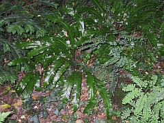 Phyllitis scolopendrium