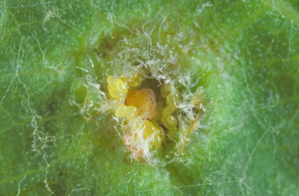 Reblaus, Daktulosphaira vitifoliae (Syn. Phylloxera, Viteus), Blattgalle mit Reblaus und Eier