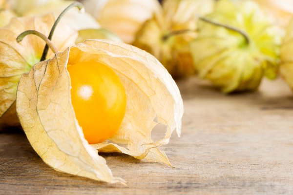 Die Physalis