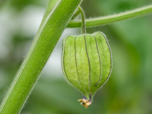 Die Pflege der Physalis im Winter