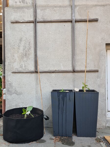 Der Garten im Mai, Jana Laura Lange, Physalis, Paprika, Pflanzung