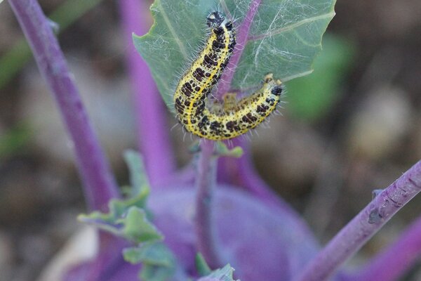 Raupe, Pieris brassicae, Grosser Kohlweissling, kurz vor Verpuppung