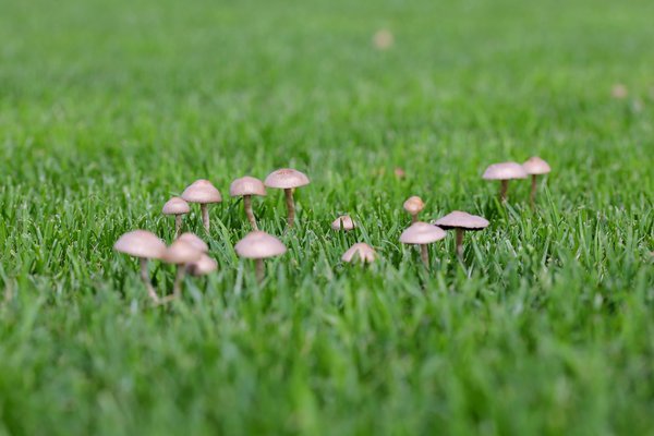 Pilze im Rasen