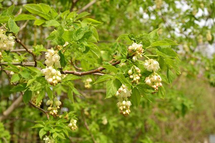 Pimpernuss, Klappernuss, Staphylea pinnata