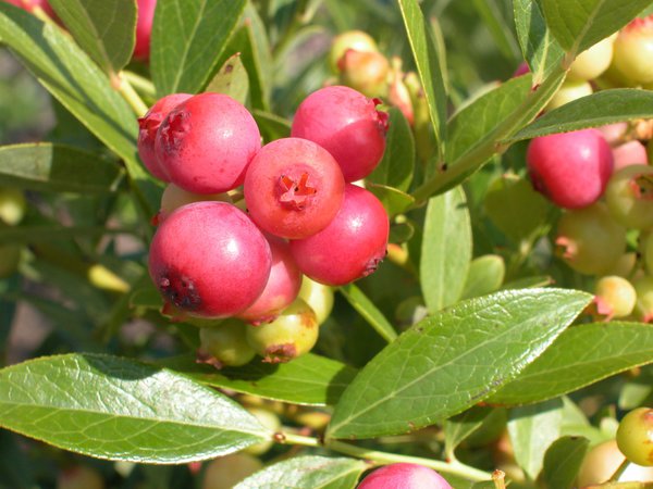 Die Heidelbeere Pinkbeere  sind eine wundervolle  Zierde fr das Moorbeet