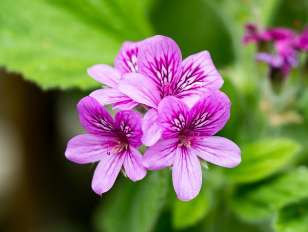 Pelargonien git es in vielen Farben und Formen