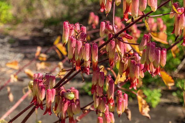 Blüten einer Goethepflanze