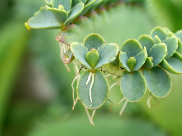 Kalanchoe pinnata Brutblätter mit Wurzeln