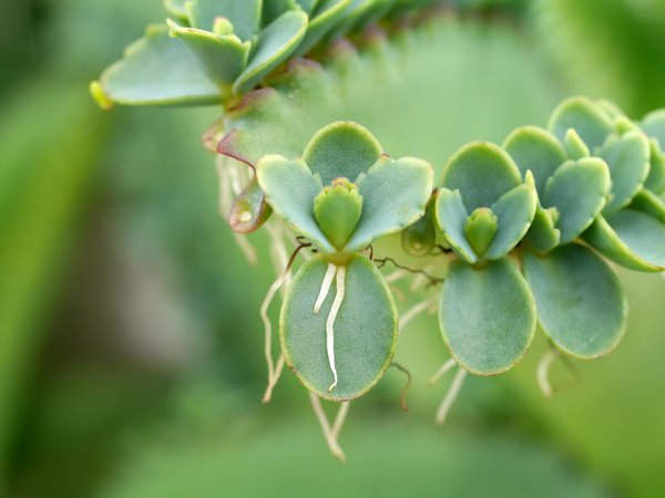 Kalanchoe pinnata Brutblätter mit Wurzeln 