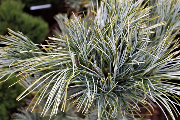 Blaue Koreakiefer 'Glauca'