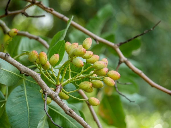 Cosechar pistachos con éxito en España