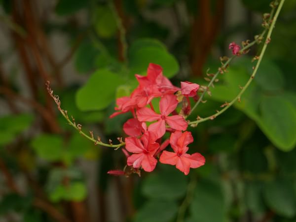 Plumbago indica