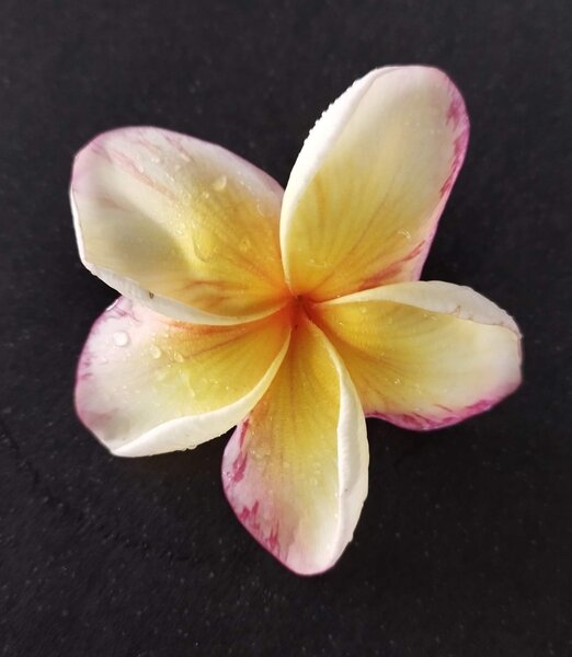Plumeria 'California Sunset', Plumeria rubra 'California Sunset'