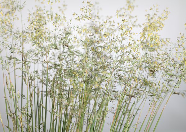 Poa annua Blütenstände