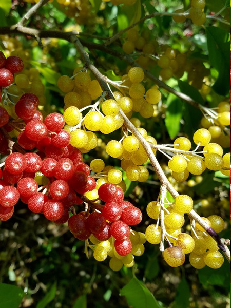 Pointilla PÃ¼nkchenbeere Lubera