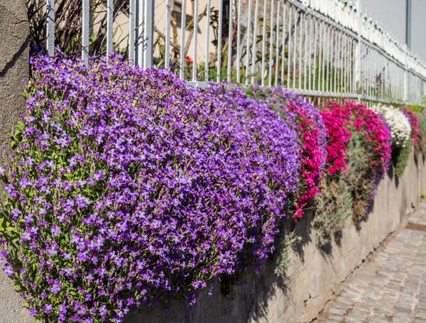 Polsterphlox in Pflanzgefäßen