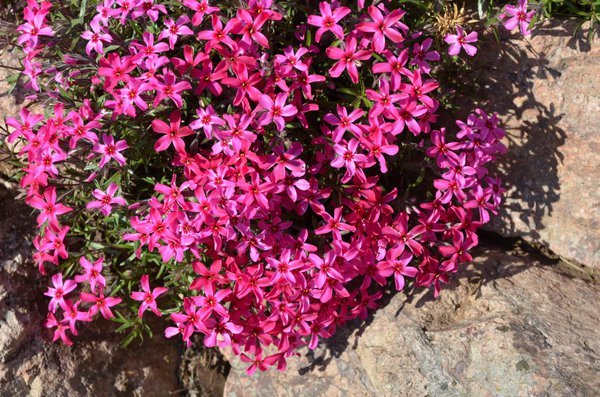 Polsterphlox, Phlox subulata