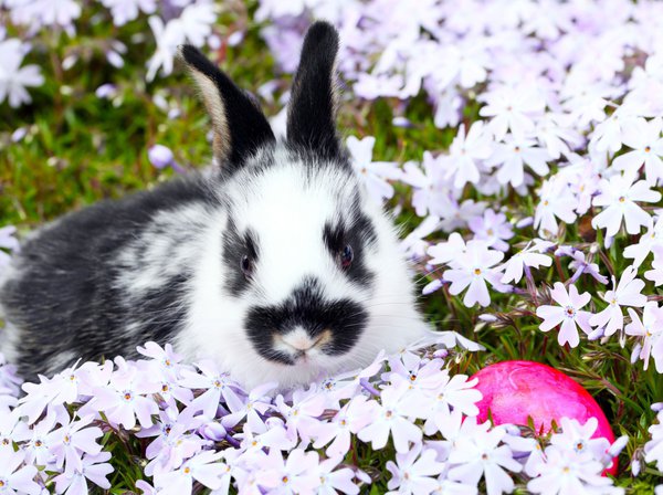 Tiere können beruhigt am Polsterphlox nagen