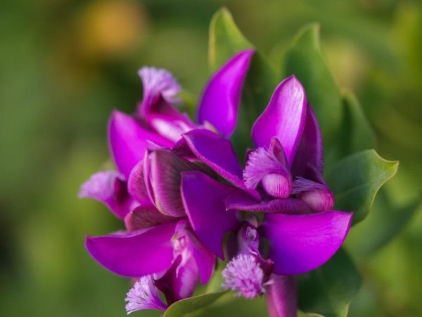 Violette Blüte von Polygala Kreuzblume