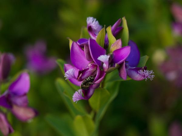 Kreuzblume , bot. Polygala myrtifolia