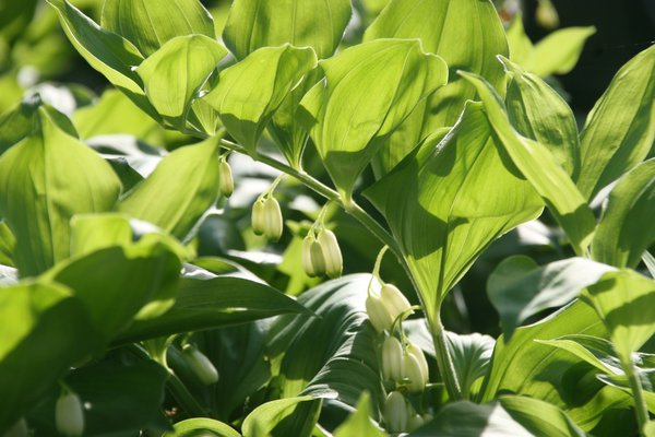 Polygaonatum Waldzwerg, Staude, Stauden, Salomonssiegel