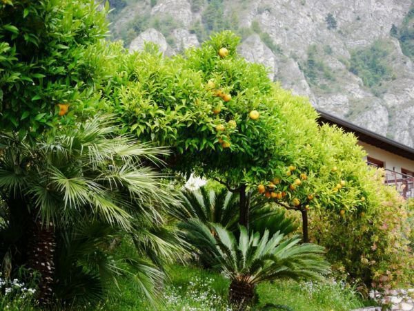 Cycas revoluta