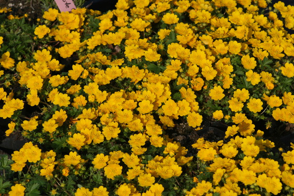 Potentilla crantzii 'Goldrausch'