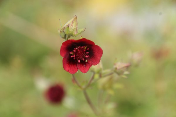 Potentilla thurberi 'Monarch's Velvet', Fingerkraut 'Monarch's Velvet'