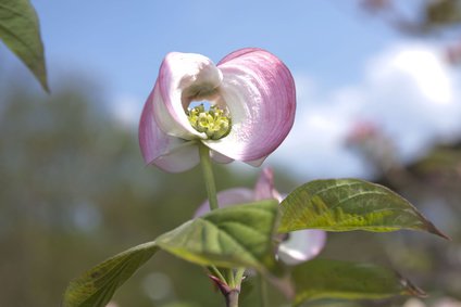 Prächtige Blüte des Blumenhartriegel (Cornus kousa)