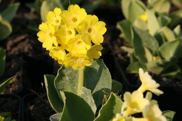 Primula auricula alpina