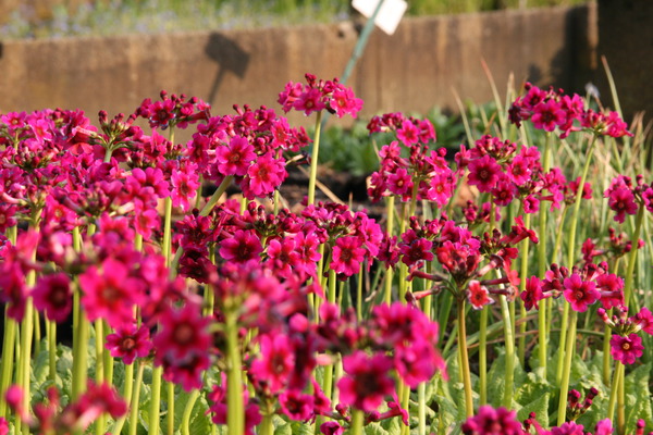 Primula japonica 'Millers Crimson'