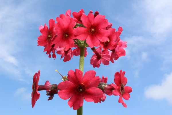 Primula