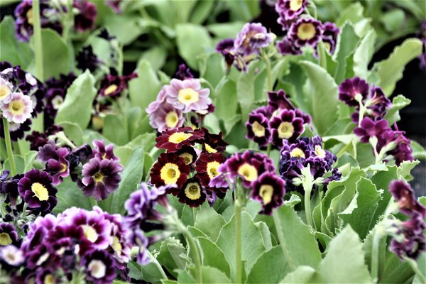 Primula Hortensis-Hybride, Garten-Aurikel