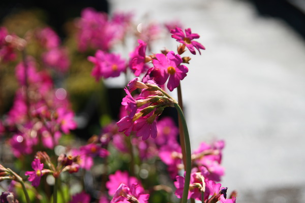 Primula rosea 'Gigas'