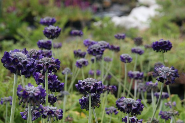 Primula capitata ssp. mooreana