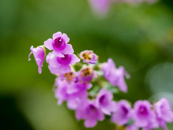 Prostanthera rotundifolia Australischer Minzestrauch