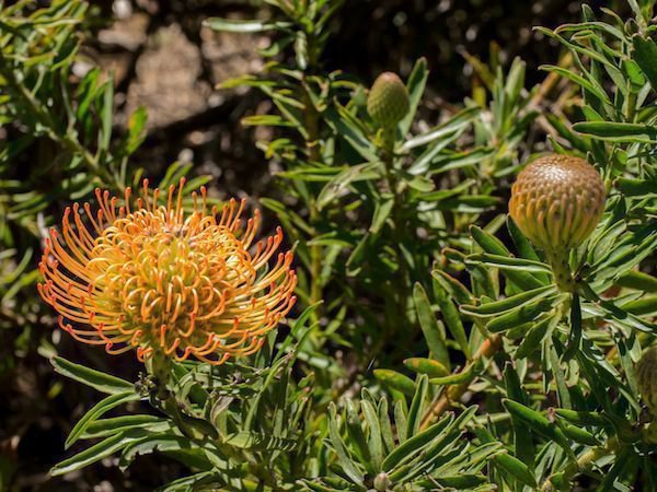 Leucospermum cordifolium