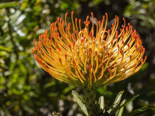 Leucospermum cordifolium