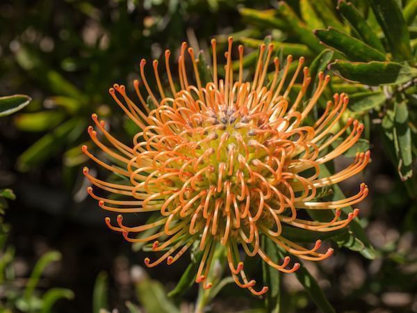 Leucospermum cordifolium