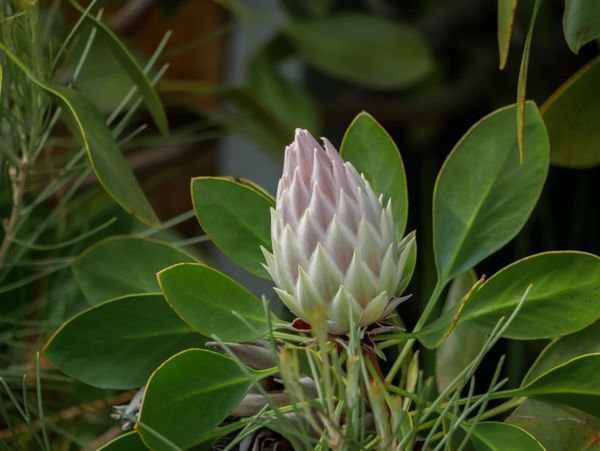 Mediterrane Vegetation