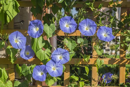 Prunkwinde (Ipomoea)