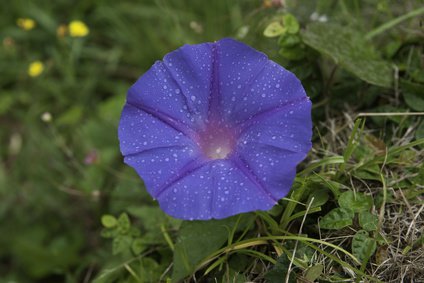 Blüte der Prunkwinde (Ipomoea)