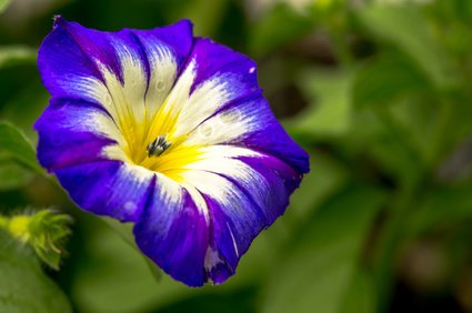 Dreifarbige Prunkwinde