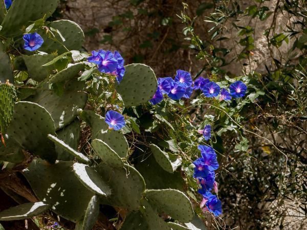 Mediterrane Vegetation