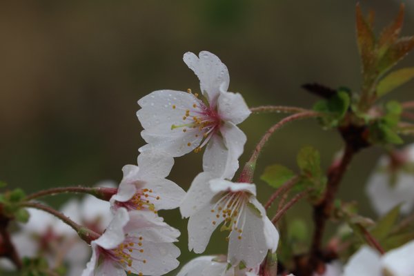 Frhkirsche, Mrzkirsche, Geschlitzte Kirsche Hochstamm 'Kojou-no-mai', Prunus incisa 'Kojou-no-mai