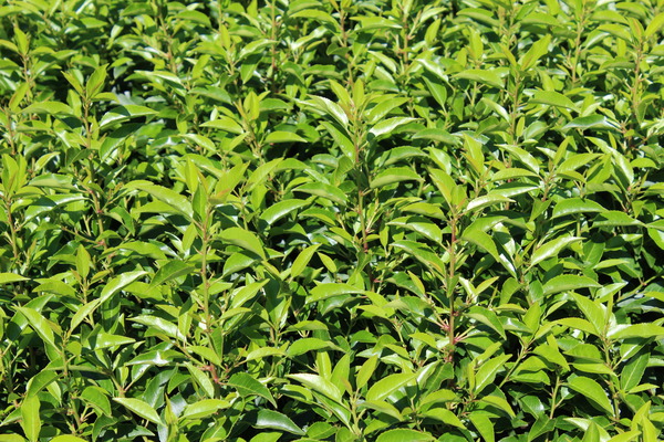 Prunus lusitanica 'Angustifolia' - grünes Laub