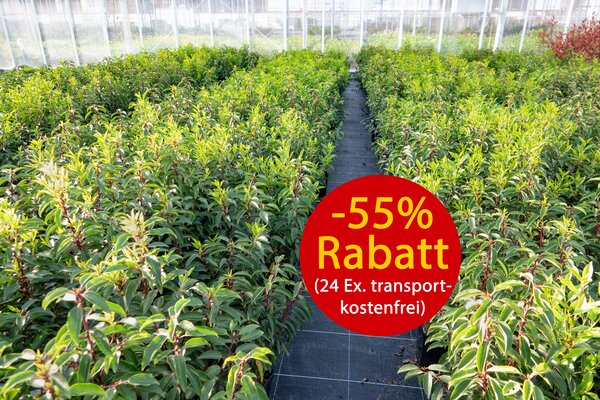 Hecken-Palette, Prunus lusitanica, Superpreis, April 2025