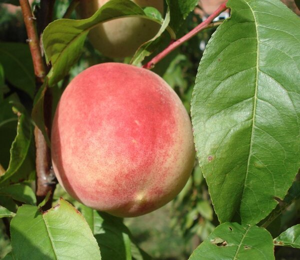 Prunus persica, kernechter vom vorgebirge pfirsich