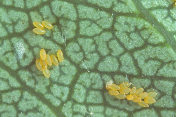 Birnblattsauger, Psylla Cacopsylla pyri, Eiablage Sommer an Laub